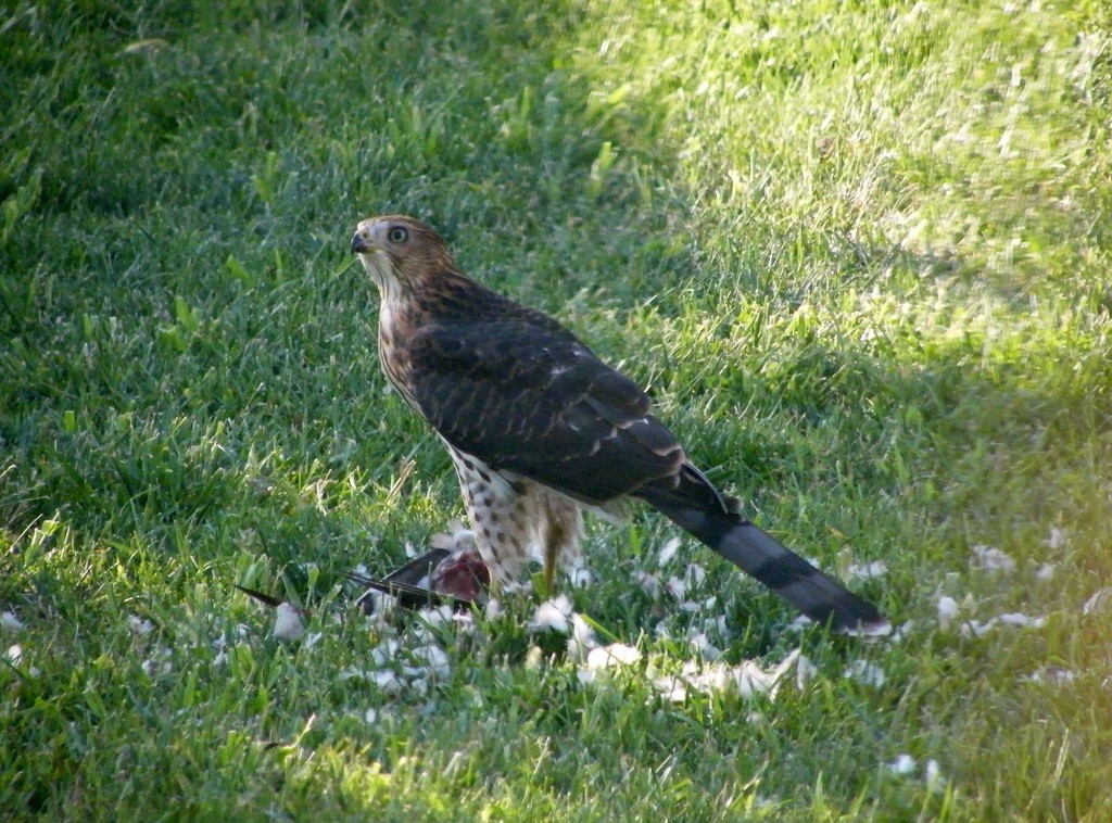 Backyard Hawk