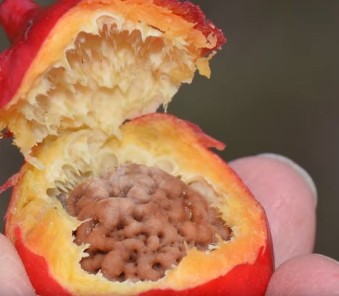 Friday Video: Wild vs Domesticated Foods Ep.1