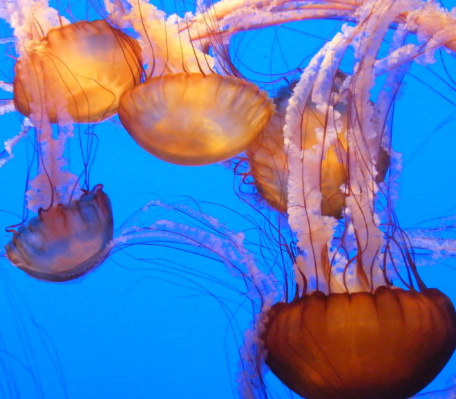 Throwback Thursday: Jellyfish